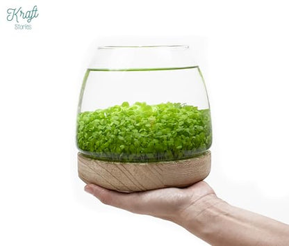 Water Terrarium Kit with 5.9” Glass Bowl, Substrate and Seeds | Create Your Own Indoor Garden | DIY Complete Set for Simple, Stunning Growth Unique Gift for Nature Lover | Desktop Decor - size: 5.9" H - 5.9" W