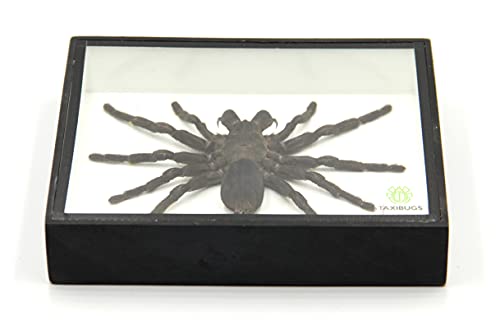 Real Giant Bird Eating Tarantula EURYPEIMA SPINCRUS Spider Taxidermy Transparent Boxed Display (Black Wooden Box) - color: Black Wooden Box