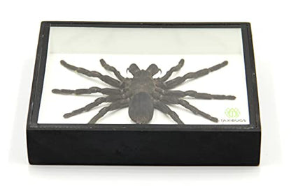 Real Giant Bird Eating Tarantula EURYPEIMA SPINCRUS Spider Taxidermy Transparent Boxed Display (Black Wooden Box) - color: Black Wooden Box