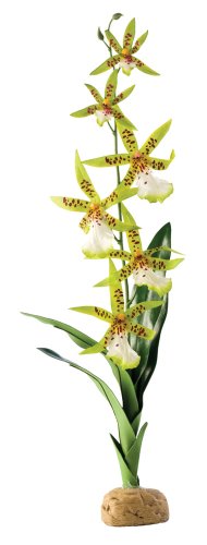 Exo Terra Spider Orchid Terrarium Plant