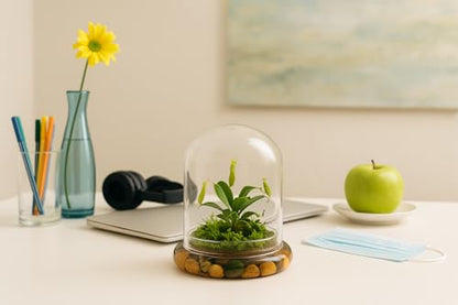 Maintenance Free Live Pitcher Plant (Nepenthes tobaica) Terrarium with Sundew Moss in Self Sustaining Glass Jar, Maintenance Free, Great Unique Gift and Home Décor, 100% Growth Guarantee