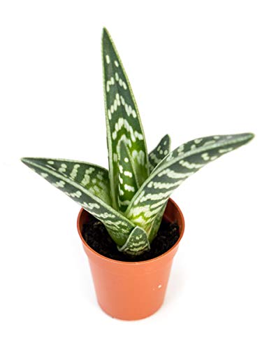 Josh's Frogs Desert Plant Kits for Arid Bioactive Terrariums (Small) - size: Small