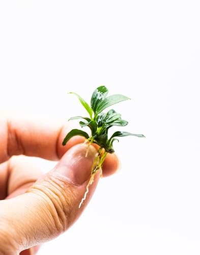 Anubias Nana Pangolino - Live Aquarium Plant, Perfect for Nano Tanks, Terrariums, Easy Maintenance, Freshwater Aquascaping (1)