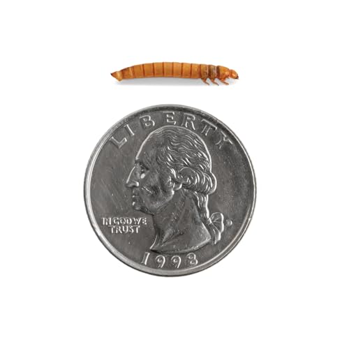 Fluker's Live Mealworms, 3000 Count Feeder Insects for Reptiles, Chickens, and Birds, Medium (Approx. 3/4") - size: 3000 Count (Pack of 1), style: Medium, 3/4"