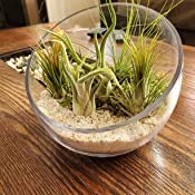 WGVI Clear Slant Cut Bowl Glass Vase, Glass Terrarium, Candy Dish, Glassware, Slant Cut, 7" Width, 6" Height (1 Piece) - size: Slant Bowl 6"H