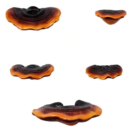 Set of 5 Mushroom Wall Shelves - Small Floating Shelves for Home Decor, Kitchen, Bedroom | Cute Resin Mushroom Shelf, Cottagecore & Reptile Gecko Habitat Accessory