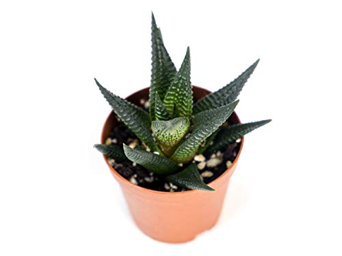 Josh's Frogs Desert Plant Kits for Arid Bioactive Terrariums (Extra Small) - size: Extra Small