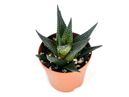 Josh's Frogs Desert Plant Kits for Arid Bioactive Terrariums (Extra Small) - size: Extra Small
