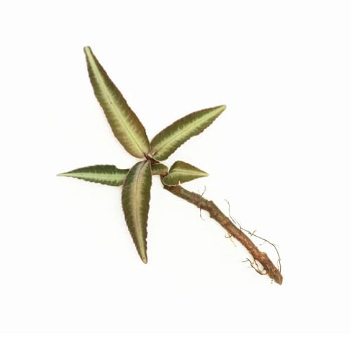 Live Jungle Plant - Ardisia Sp Pink Line Type 2 - Terrestrial Plants for Paludarium, Reptile Enclosure, High Humidity Displays - color: Ardisia Sp Pink Line Type 2, size: Loose / Bare Root