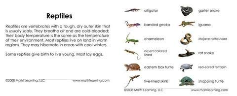 Reptiles Vocabulary Cards