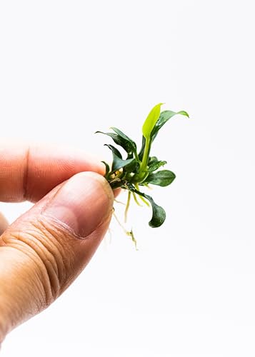 Anubias Nana Pangolino - Live Aquarium Plant, Perfect for Nano Tanks, Terrariums, Easy Maintenance, Freshwater Aquascaping (1)