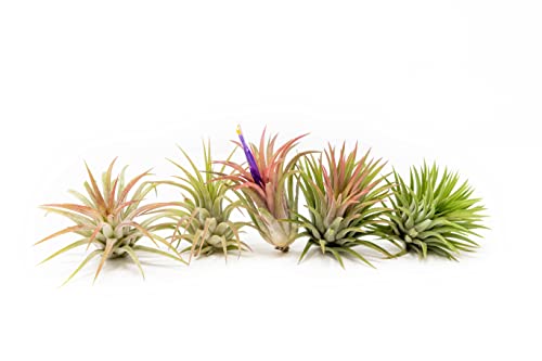 Air Plants Ionantha Mexican - Colors and Shape Varies Due to Seasonality-Live Tillandsia Succulent House Plants - Available in Wholesale and Bulk - Home and Garden Decor-Easy Care Plants (Pack of 5)