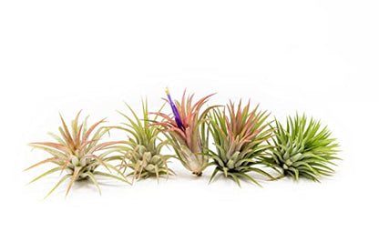 Air Plants Ionantha Mexican - Colors and Shape Varies Due to Seasonality-Live Tillandsia Succulent House Plants - Available in Wholesale and Bulk - Home and Garden Decor-Easy Care Plants (Pack of 5)