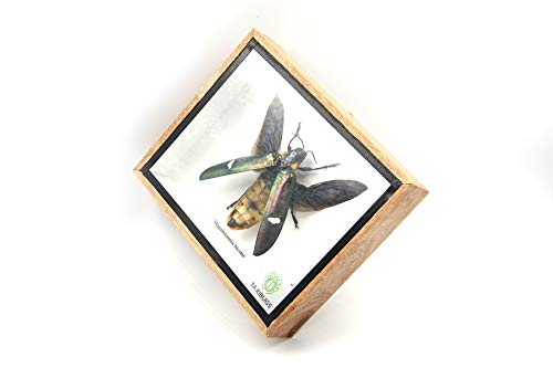 Jewel Beetle Mounts Insect Animals Taxidermy in Framed (Magaloxantsa Bilocor(Open Wings) - style: Magaloxantsa Bilocor(open wings
