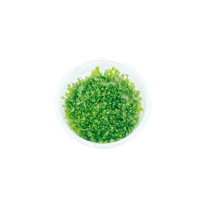 Round-Leaved Sundew VitroTissue Culture Cup – Live Plant for Terrariums & Aquariums Sundew Plant Freshwater Live Aquarium Plants Fish Tank Decoration