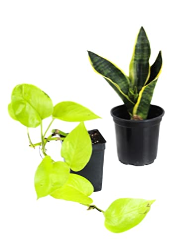 Josh's Frogs White's Tree Frog Vivarium Plant Kit, 18x18x18 Terrarium | Bioactive - size: 18x18x18 Terrarium