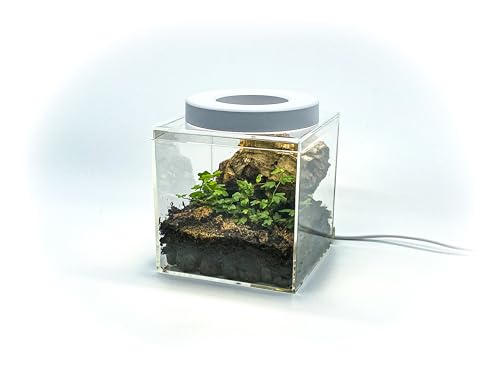 Tiny Terrarium Kit 4x4 Inch – DIY BioActive Starter Kit with Live Tropical Plants, Halo LED Grow Light, Soil, Drainage, 25 Dwarf White Isopods, and 25 Fire-Orange Springtails