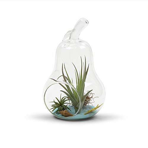 WGV Planter Terrarium Bulk, Width 5.5", Height 8", Clear Unique Pear Glass Vase Conatiner, DIY Planter Votive Candle Holder for Home Office Garden Decor, 6 Pieces - size: Pear