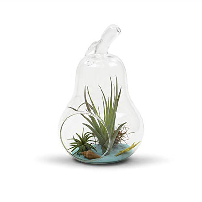 WGV Planter Terrarium Bulk, Width 5.5", Height 8", Clear Unique Pear Glass Vase Conatiner, DIY Planter Votive Candle Holder for Home Office Garden Decor, 6 Pieces - size: Pear