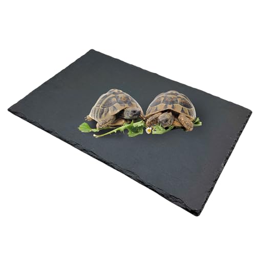 Reptile Basking Platform Turtle Rock Plate 11.8''X7.8'' Feeding Platform Food Bowl Slate Dish Bathing Rock Resting Terrace for Lizard Bearded Dragon Chameleon Gecko Snake Frog Newt - size: 11.8x7.8inch-rectangle(1pcs)