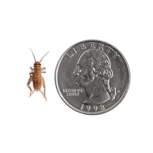 Fluker's Live Crickets for Reptiles, Chickens, Birds and Fishing, 500 Count Feeder Insects Gut Loaded with Orange Cube, High Calcium, and Vitamins, Shipped Fresh in a Ventilated Box (1/4 Inch) - size: 500 Count (Pack of 1), style: Small, 1/4"