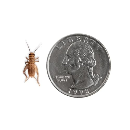 Fluker's Live Crickets for Reptiles, Chickens, Birds and Fishing, 100 Count Feeder Insects Gut Loaded with Orange Cube, High Calcium, and Vitamins, Shipped Fresh in a Ventilated Box (1/4 Inch) - size: 100 Count (Pack of 1), style: Small, 1/4"