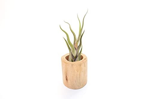 Driftwood Container with Custom Air Plant - Succulents - Live Tillandsia - Easy Care Indoor and Outdoor House Plants (Caput Medusae) - style: Caput Medusae