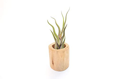 Driftwood Container with Custom Air Plant - Succulents - Live Tillandsia - Easy Care Indoor and Outdoor House Plants (Caput Medusae) - style: Caput Medusae