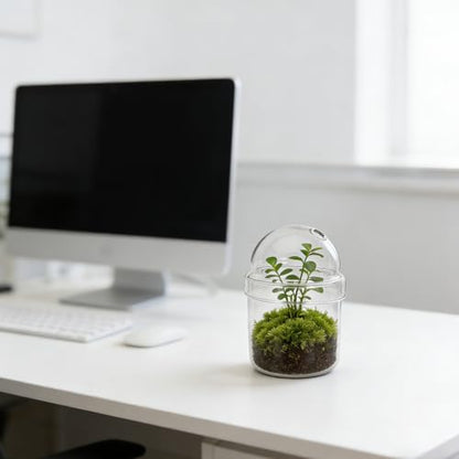 Small Plant Terrarium: Desktop Glass Terrarium Planter for Succulent, Moss, Miniature Gardening Landscape - Tiny Betta Fish Tank, Office Home Decoration