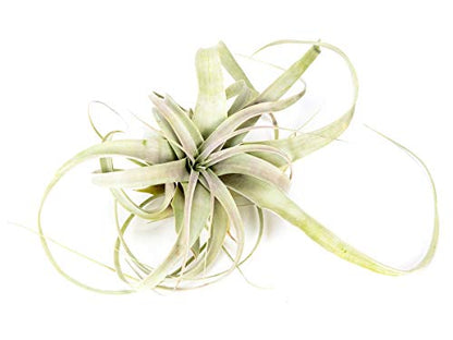 Josh's Frogs Desert Plant Kits for Arid Bioactive Terrariums (Large) - size: Large