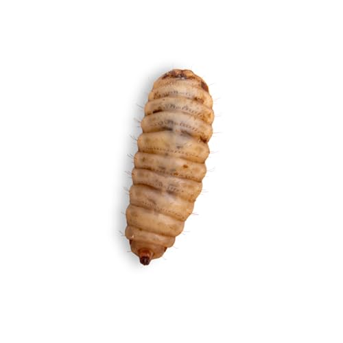 Fluker's Medium Live Black Soldier Fly Larvae 1000 Count - Reptile and Chicken Food - size: 1000 Count (Pack of 1), style: Medium, 1/2"