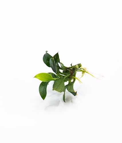 Anubias Nana Pangolino - Live Aquarium Plant, Perfect for Nano Tanks, Terrariums, Easy Maintenance, Freshwater Aquascaping (1)