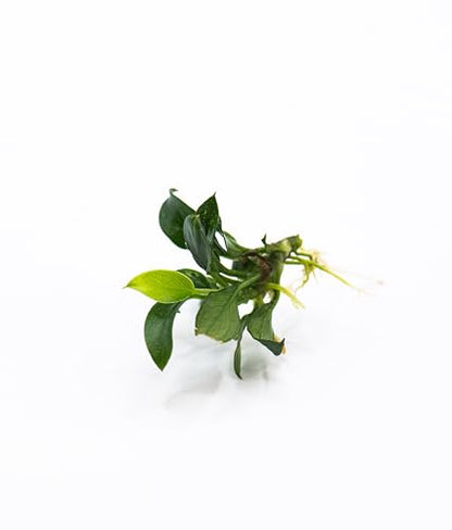 Anubias Nana Pangolino - Live Aquarium Plant, Perfect for Nano Tanks, Terrariums, Easy Maintenance, Freshwater Aquascaping (1)