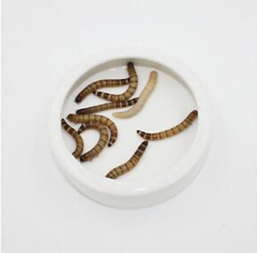 OMEM Worm Dish Mini Reptile Food Bowl Ceramics Made Mealworms Bowls Anti-Escape for Lizard Gecko Leopard Bearded Dragon (S) - size: S