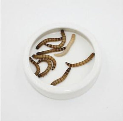 OMEM Worm Dish Mini Reptile Food Bowl Ceramics Made Mealworms Bowls Anti-Escape for Lizard Gecko Leopard Bearded Dragon (S) - size: S