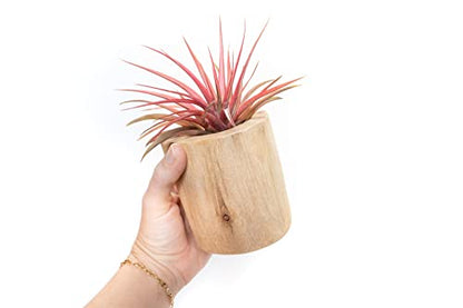 Driftwood Container with Custom Air Plant - Succulents - Live Tillandsia - Easy Care Indoor and Outdoor House Plants (Abdita) - style: Abdita