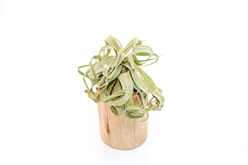 Driftwood Container with Custom Air Plant - Succulents - Live Tillandsia - Easy Care Indoor and Outdoor House Plants (Streptophylla) - style: Streptophylla