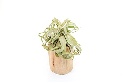Driftwood Container with Custom Air Plant - Succulents - Live Tillandsia - Easy Care Indoor and Outdoor House Plants (Streptophylla) - style: Streptophylla