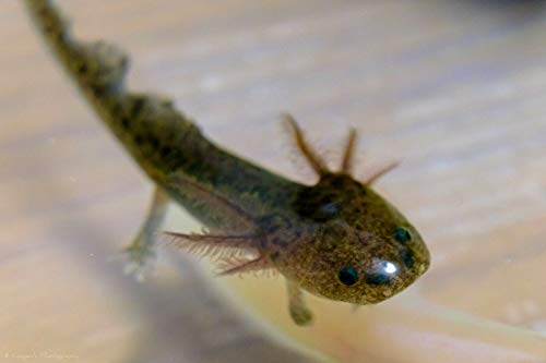 African Clawed Frog Soft Food Bits Aquatic Frog Food 2.4 A282F 2oz