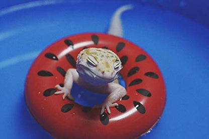 Foldable Collapsible Ferret Bathing Cooling Swimming Pool, Durable Bath Tub Swimming Bath Water Washer for Ferrets Small Animals Bonus-Ferret Swim Ring (60X20cm(23.6''x7.9'')) - size: 60X20cm(23.6''x7.9'')