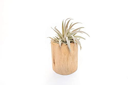 Driftwood Container with Custom Air Plant - Succulents - Live Tillandsia - Easy Care Indoor and Outdoor House Plants (Harrisii) - style: Harrisii