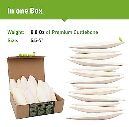 Sepia King - Large - 100% Natural Calcium Supplement - Premium Cuttlebone perfect for Birds, Tortoises, Snails, Reptiles - 5.5 to 7 inch