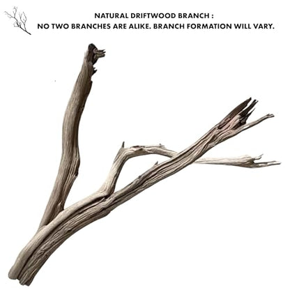 Koyal Wholesale California Driftwood with Natural Brown Branches, 36-Inch Large Driftwood Decor - size: 36 Inches