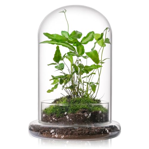 WHJY 8 inches Glass Cloche for Indoor Plants Small Terrarium Glass Cloche with Base Mini Cloche Dome with Base for Display Home Decor - size: 8"