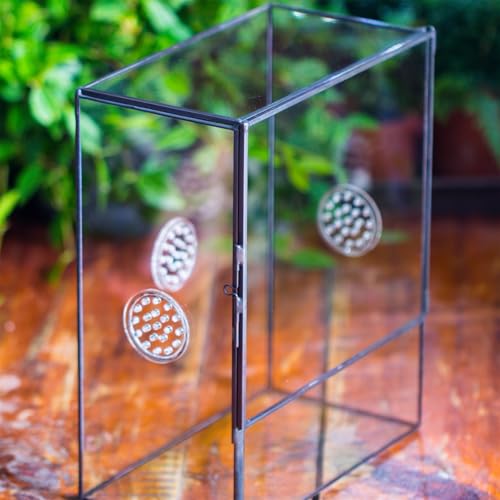 NCYP Glass Terrarium with Front Opening Door and 3 Vents for Insects, Snail, Spider, Glass Enclosure - 8"x4.5"x10" Clear Closed Plant Greenhouse Box (Terrarium Only)