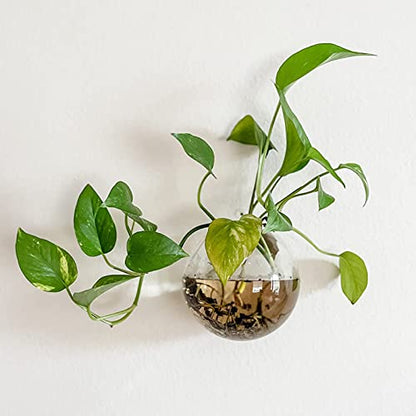 6 Pack Wall Hanging Planters Terrarium, 4.7 Inch Glass Oblate Globe Plants Containers, Wall Mount Clear Flower Vase for Propagating Hydroponics Plants, Air Plants (Plants Not Included)