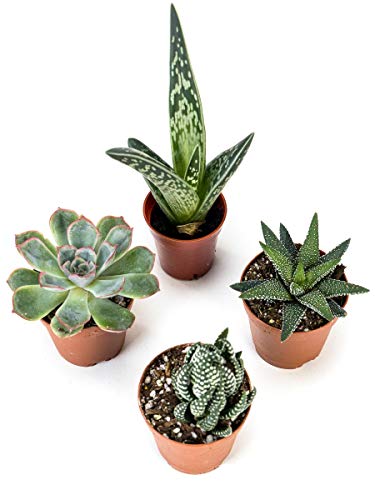 Josh's Frogs Desert Plant Kits for Arid Bioactive Terrariums (Medium) - size: Medium