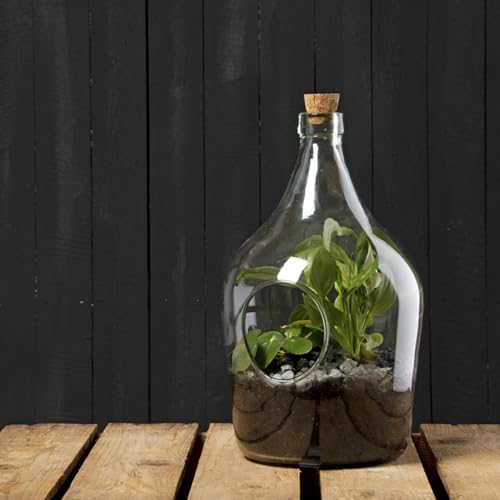 eeschert Design - 3 Litre DIY Plant Terrarium
