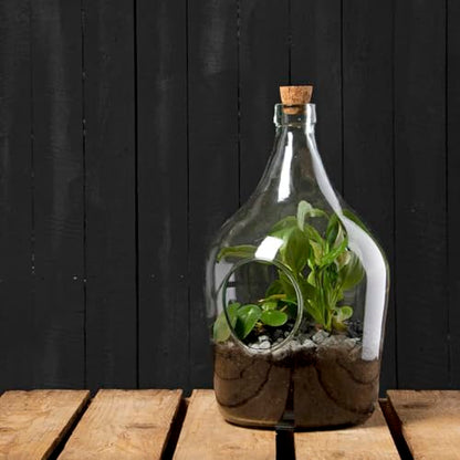 eeschert Design - 3 Litre DIY Plant Terrarium