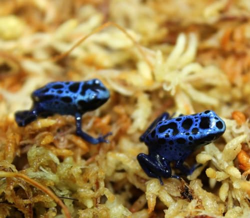 Premium New Zealand Sphagnum Moss, 100g (8L When Hydrated) - Harvested Sustainably from The Pristine West Coast of New Zealand's South Island